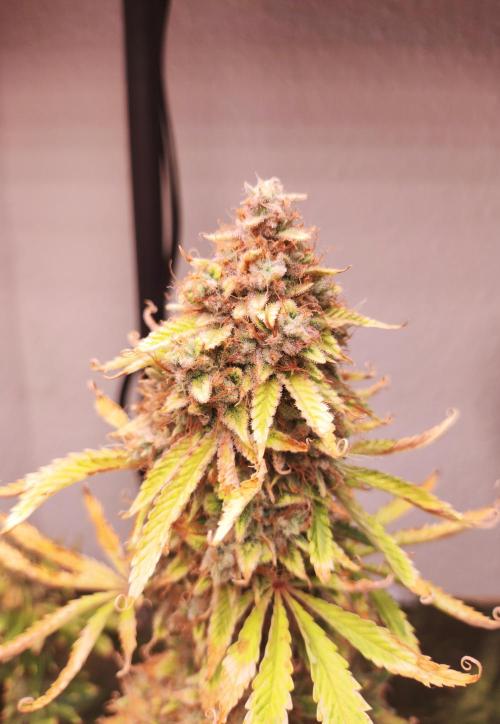 Apple Fritter [Auto #3]. Week 12