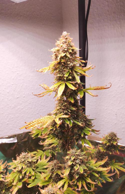 Apple Fritter [Auto #3]. Week 12