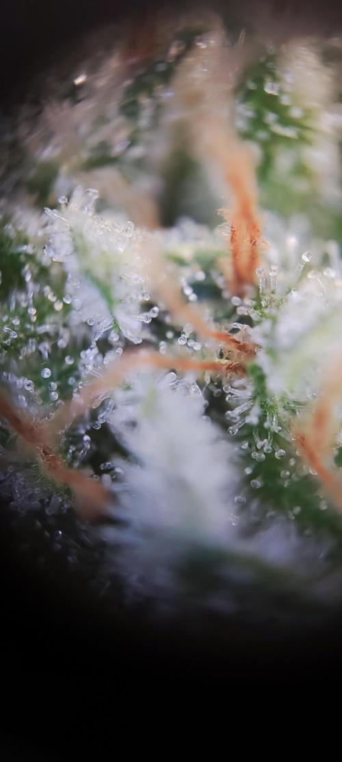 Apple Fritter [Auto #3]. Week 12