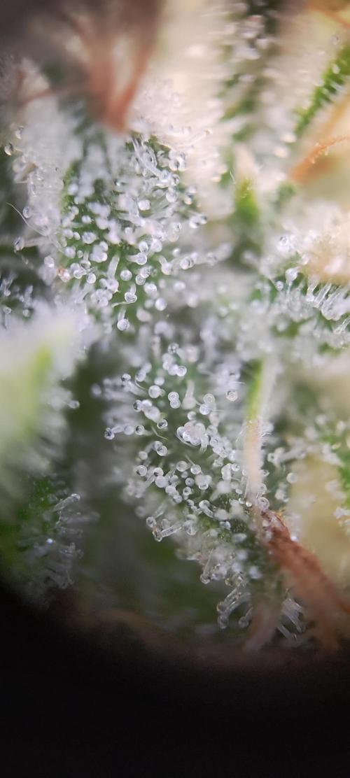 Apple Fritter [Auto #3]. Week 12