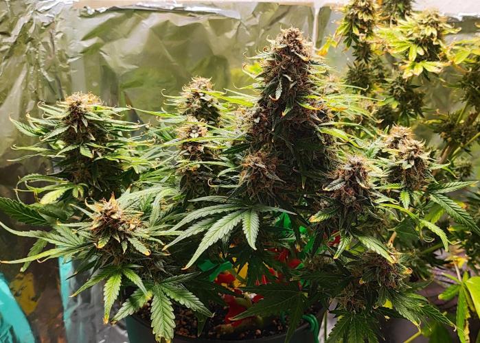 Apple Fritter [Auto #1]. Week 13