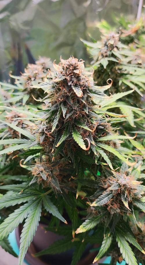 Apple Fritter [Auto #1]. Week 13