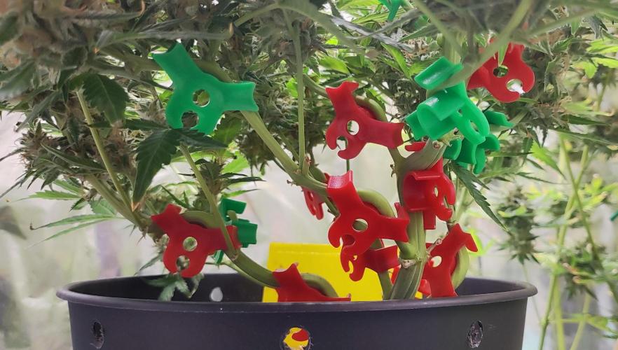 Apple Fritter [Auto #1]. Week 13