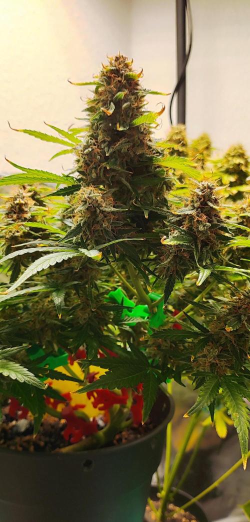 Apple Fritter [Auto #1]. Week 13