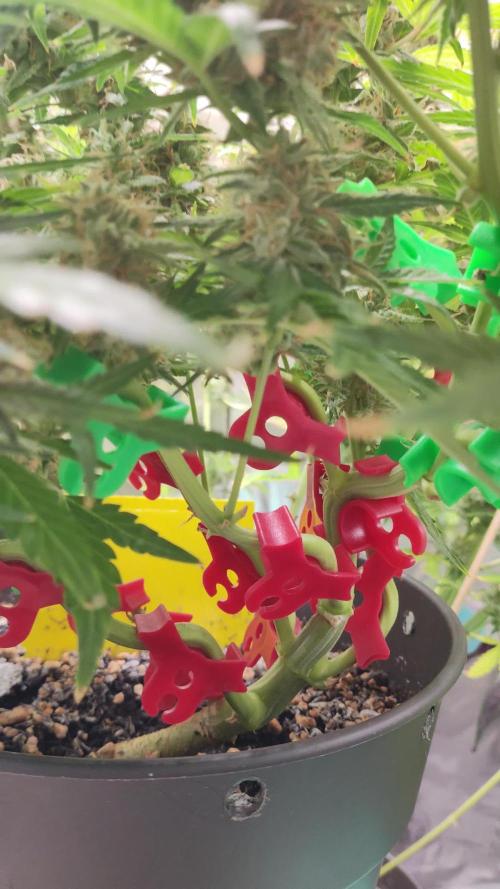 Apple Fritter [Auto #1]