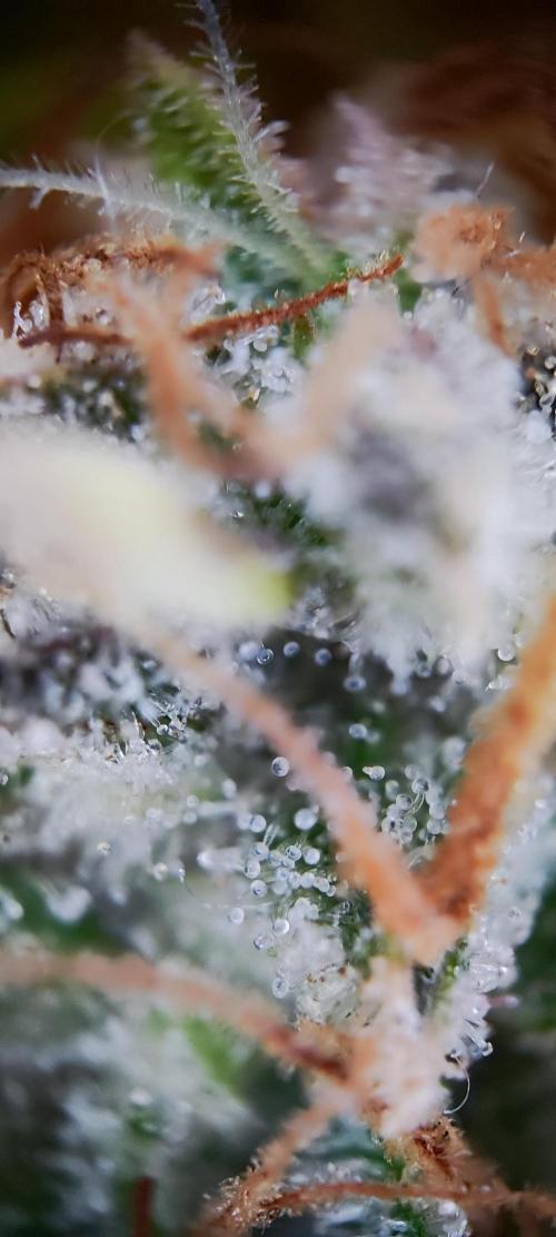 Apple Fritter [Auto #1]. Week 13