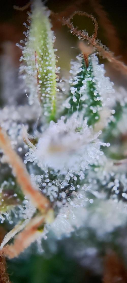 Apple Fritter [Auto #1]. Week 13