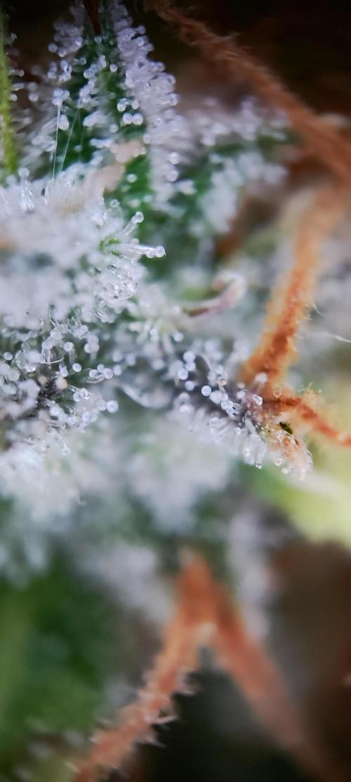 Apple Fritter [Auto #1]. Week 13