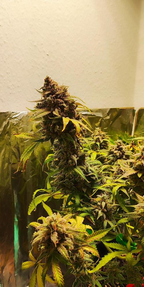 Apple Fritter [Auto #2]. Week 13