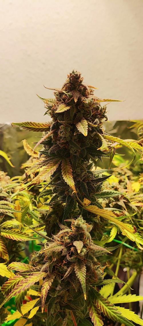 Apple Fritter [Auto #2]. Week 13