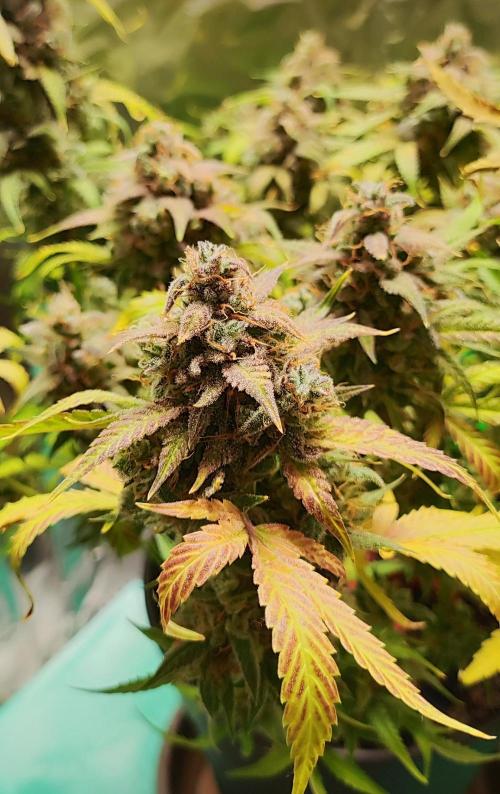 Apple Fritter [Auto #2]. Week 13