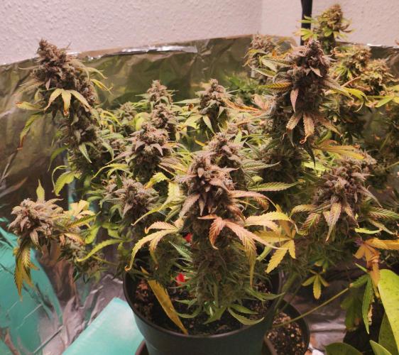 Apple Fritter [Auto #2]. Week 13