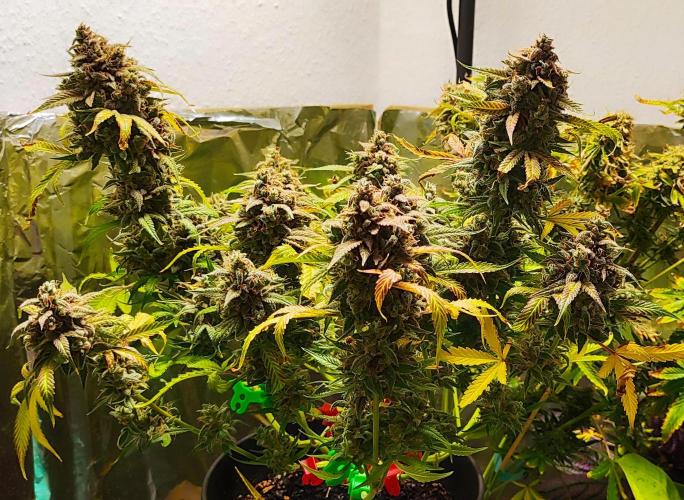 Apple Fritter [Auto #2]. Week 13