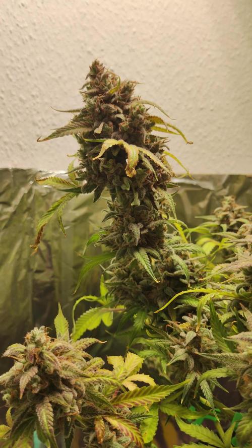 Apple Fritter [Auto #2]