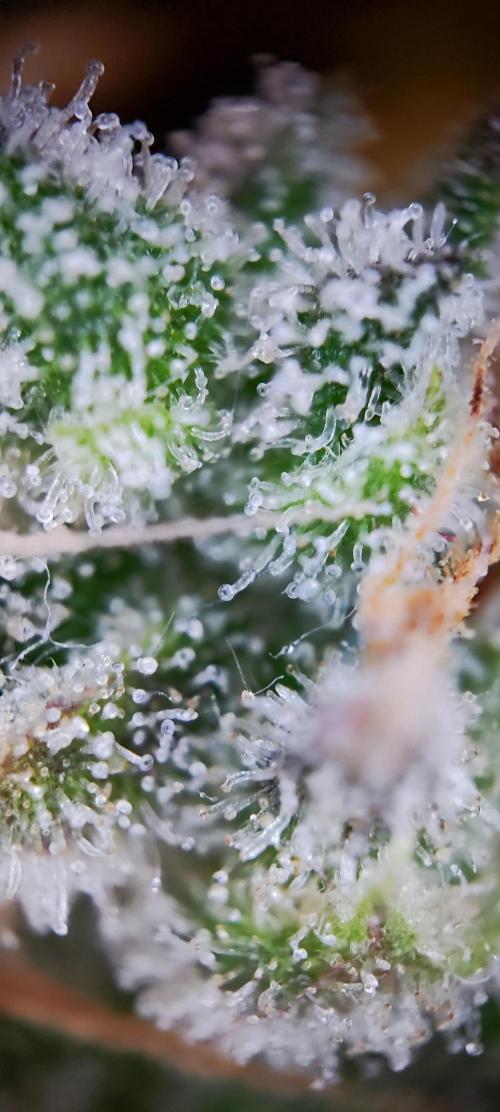 Apple Fritter [Auto #2]. Week 13