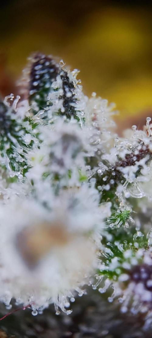 Apple Fritter [Auto #2]. Week 13