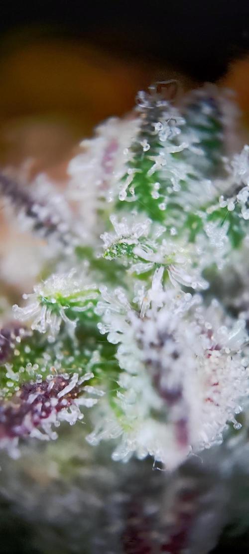 Apple Fritter [Auto #2]. Week 13