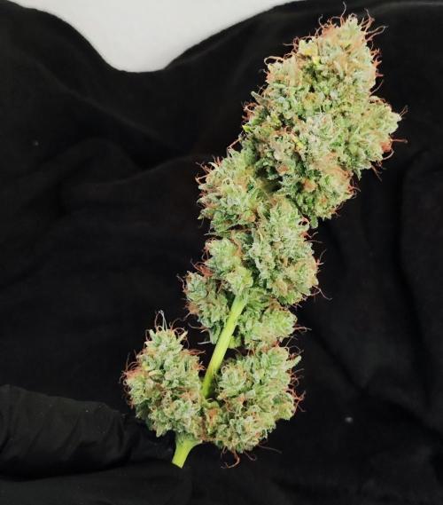 Apple Fritter [Auto #3]. Week 13