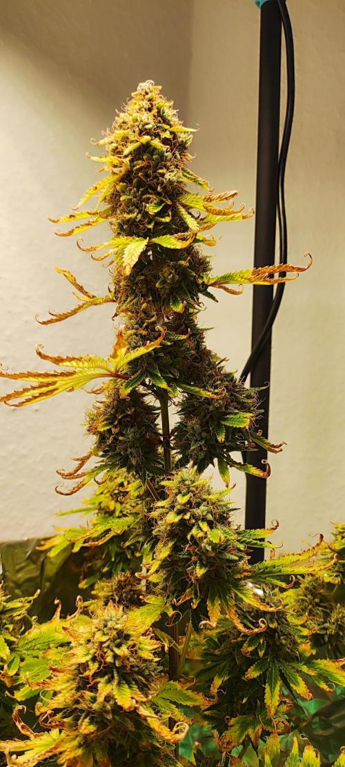 Apple Fritter [Auto #3]. Week 13