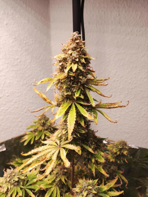 Apple Fritter [Auto #3]. Week 13