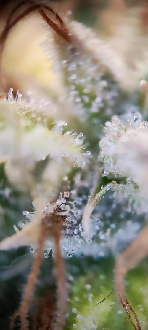 Apple Fritter [Auto #3]. Week 13