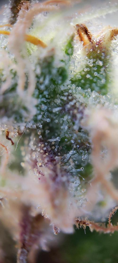 Apple Fritter [Auto #3]. Week 13