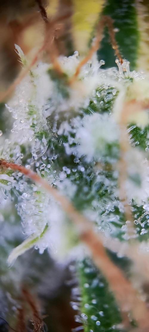 Apple Fritter [Auto #3]. Week 13