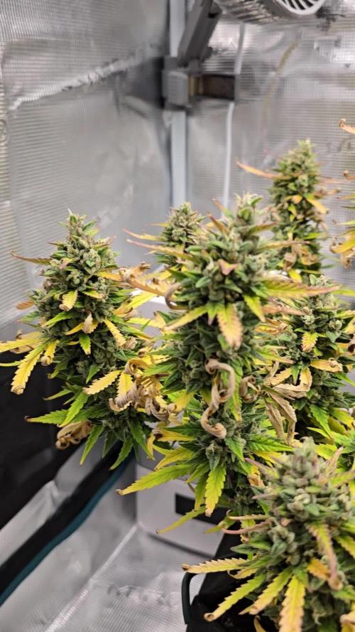 First Grow - Gorilla Cookies Auto