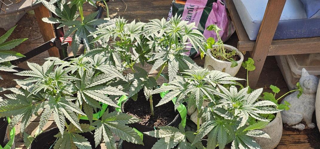 Dirty Deeds (Feminized) - Raw Genetics. Week 5 - Week 5