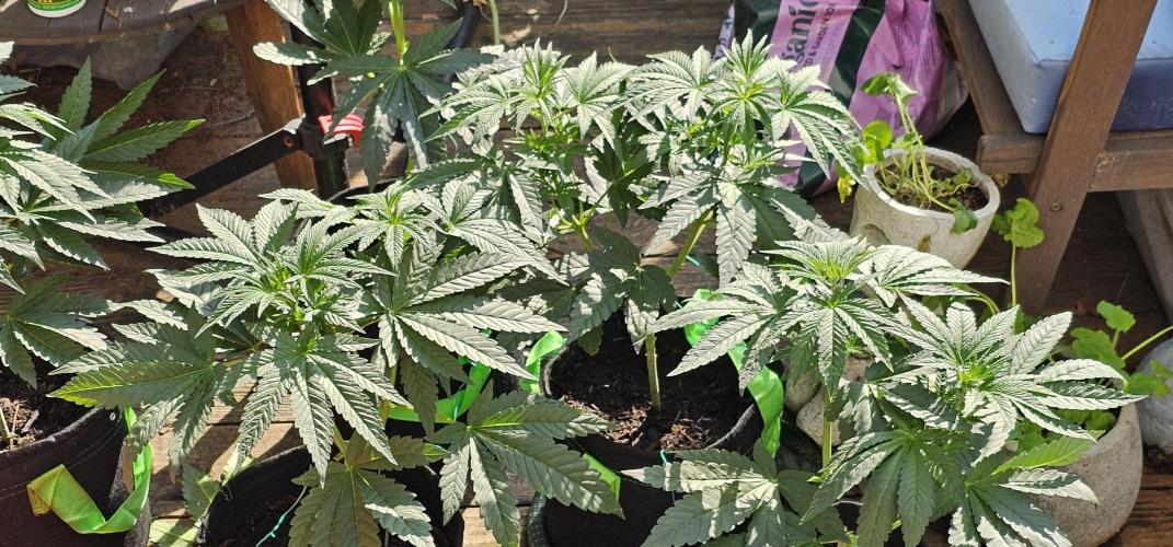 Dirty Deeds (Feminized) - Raw Genetics. Week 5 - Week 5