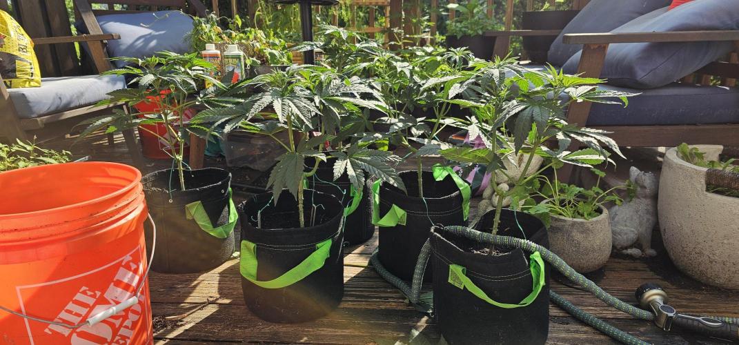 Dirty Deeds (Feminized) - Raw Genetics. Week 5 - Week 5