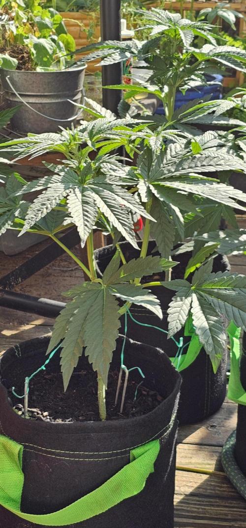 Dirty Deeds (Feminized) - Raw Genetics. Week 5