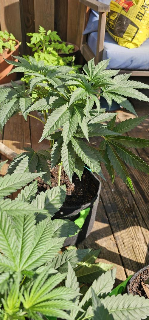 Dirty Deeds (Feminized) - Raw Genetics. Week 5