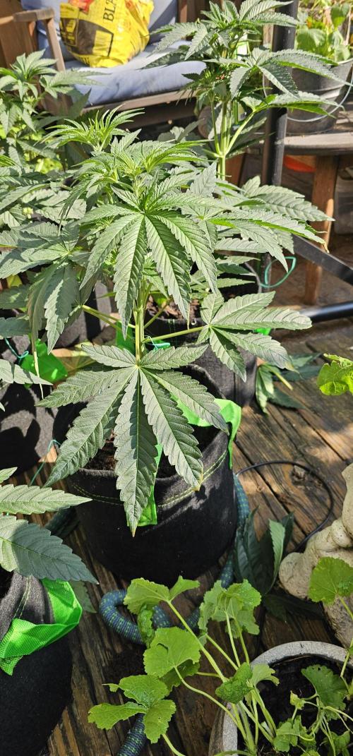 Dirty Deeds (Feminized) - Raw Genetics. Week 5