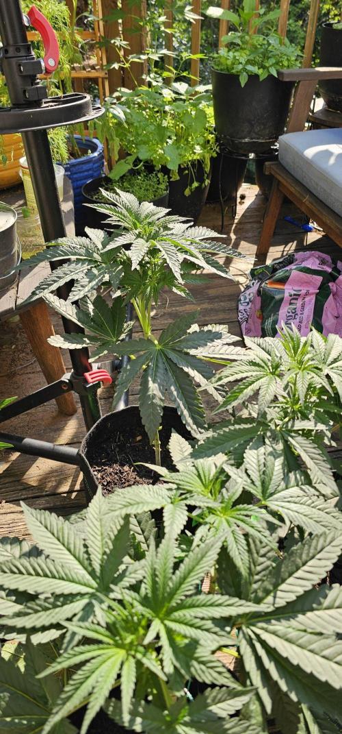 Dirty Deeds (Feminized) - Raw Genetics. Week 5