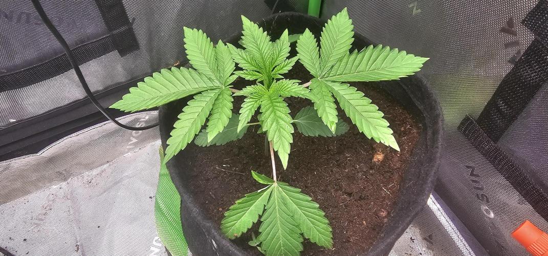 Dirty Deeds (Feminized) - Raw Genetics. Week 5 - Week 2