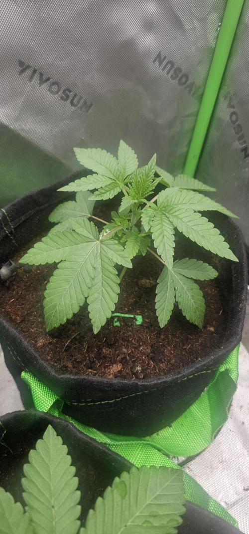 Dirty Deeds (Feminized) - Raw Genetics. Week 5 - Week 2