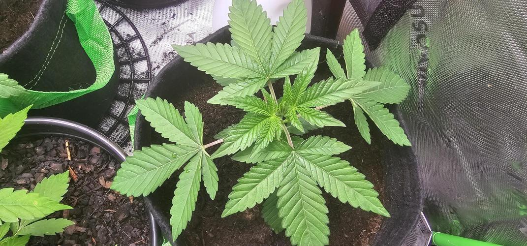 Dirty Deeds (Feminized) - Raw Genetics. Week 5 - Week 2