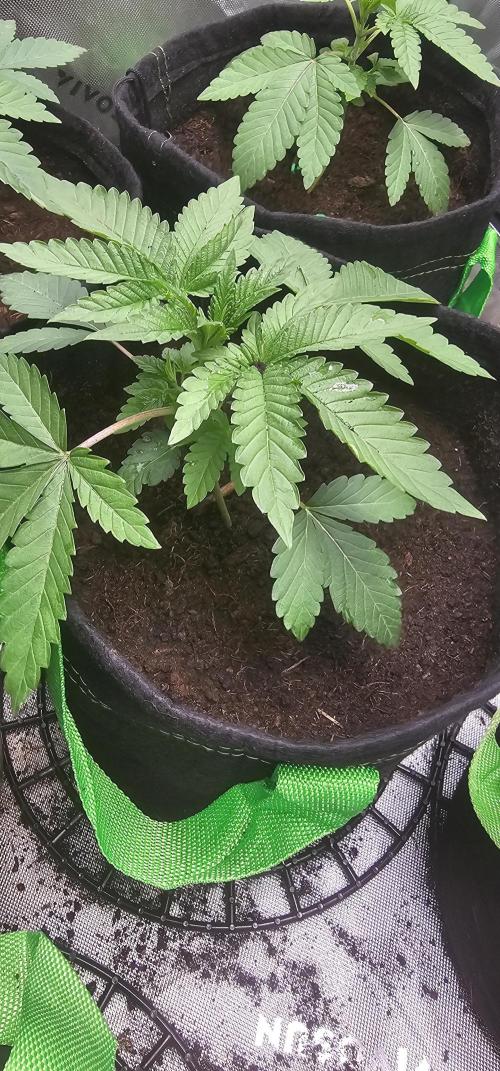 Dirty Deeds (Feminized) - Raw Genetics. Week 5 - Week2