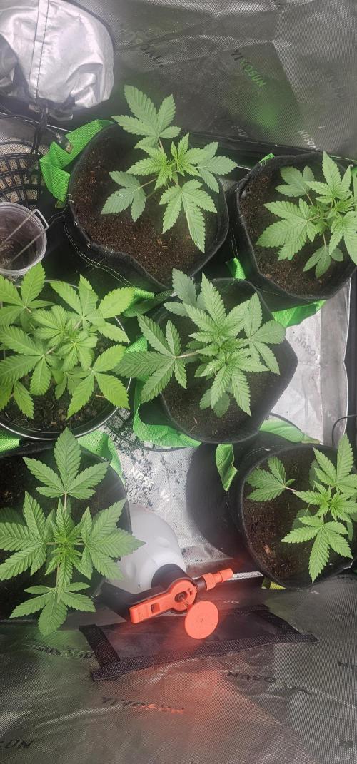 Dirty Deeds (Feminized) - Raw Genetics. Week 5 - Week 2