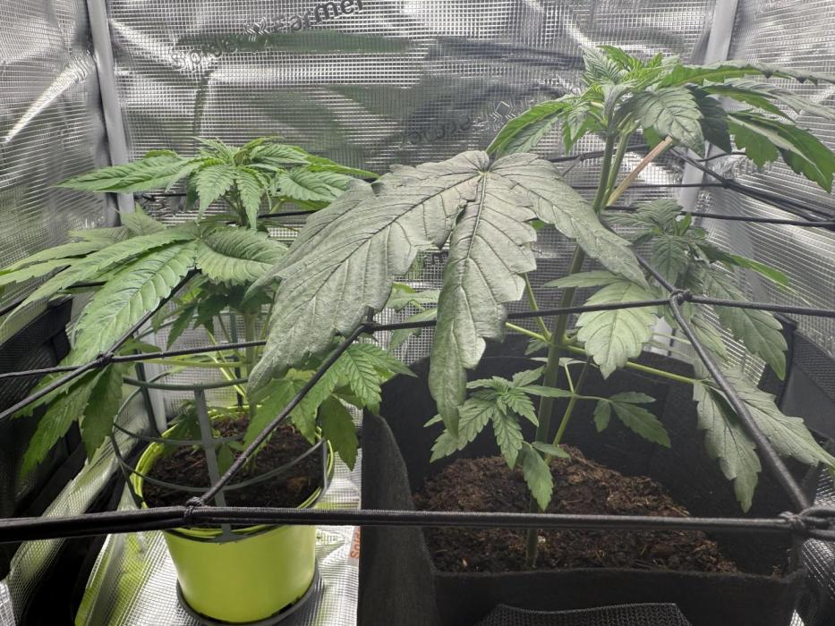 White Shaggy. Week 1 - Help me please ! First time,  need advises 