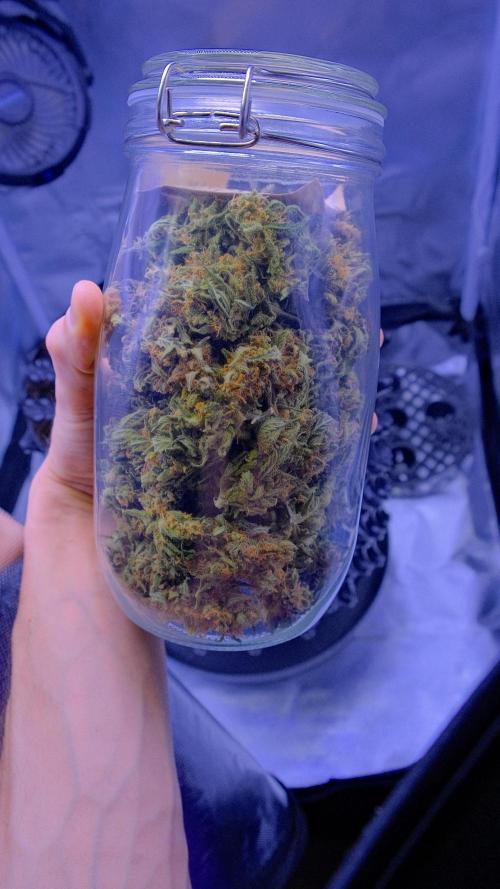 🍓🍊🍋 AMA ZKITTLEZ 💪😱🍌. Week 12