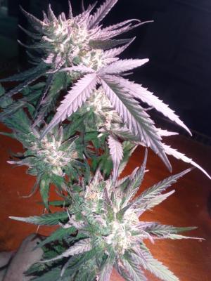 Comment by ZeroHumidity0000 photo #1