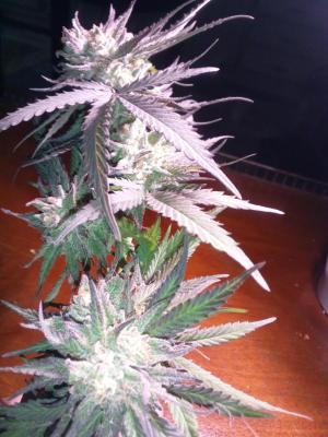 Comment by ZeroHumidity0000 photo #2