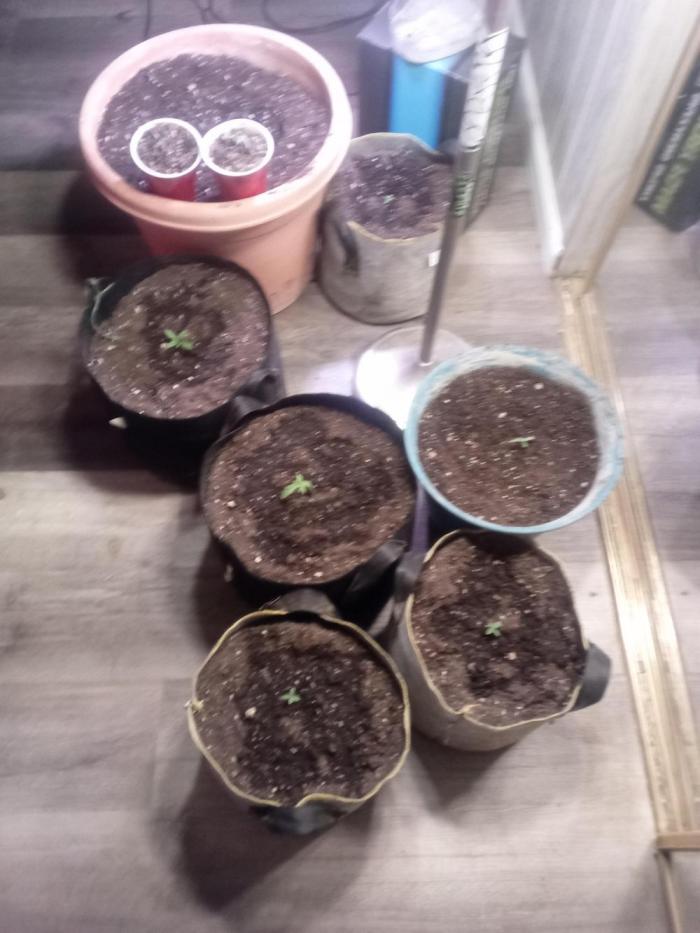 Afternoon Delite. Week 0 - Week one