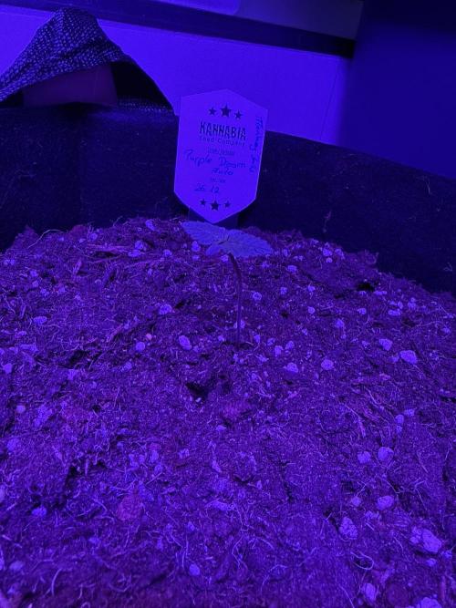 Kannabia. Week 1 - ☺️