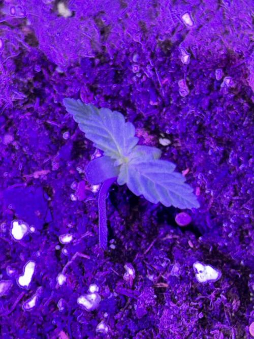 Kannabia. Week 1 - ❤️