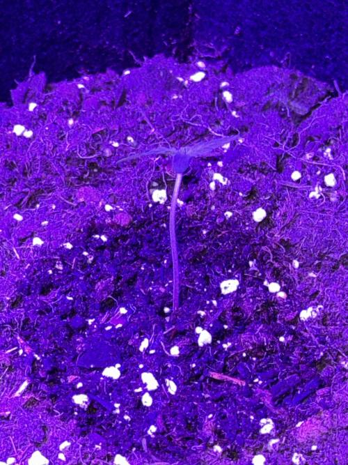 Kannabia. Week 1 - 🌱