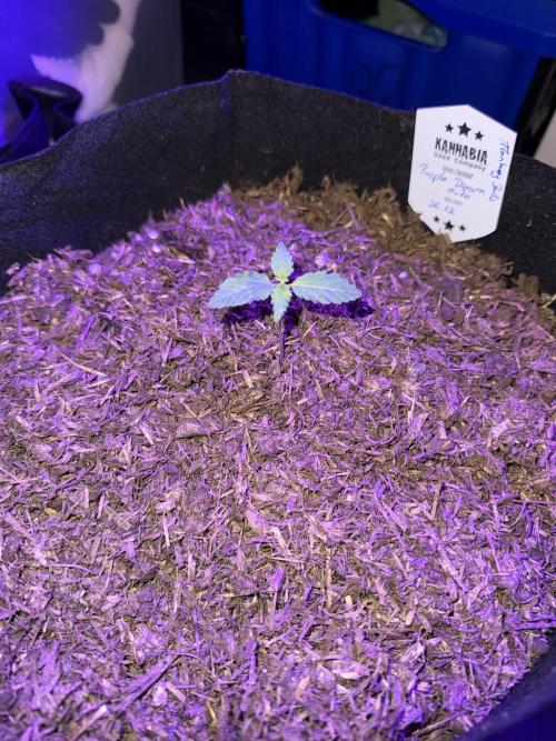 Kannabia. Week 2 - Heute hat sie eine Mulch Schicht bekommen