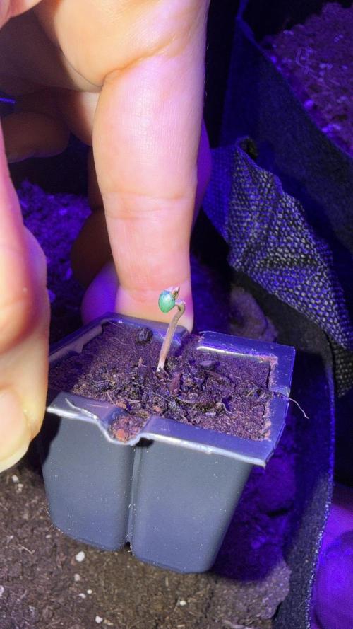 Kannabia. Week 1 - 8.1.2026